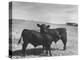 Aberdeen-Angus Bull Calves Standing in a Pasture-null-Premier Image Canvas