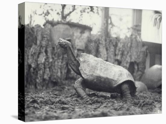 Abingdon/Pinta Island Giant Tortoise at London Zoo, March 1914-Frederick William Bond-Premier Image Canvas