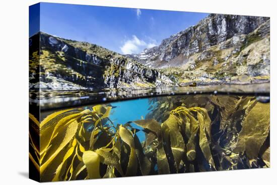 Above and Below Water View of Kelp in Hercules Bay, South Georgia, Polar Regions-Michael Nolan-Premier Image Canvas