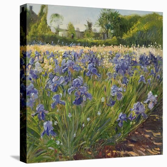 Above the Blue Irises-Timothy Easton-Premier Image Canvas