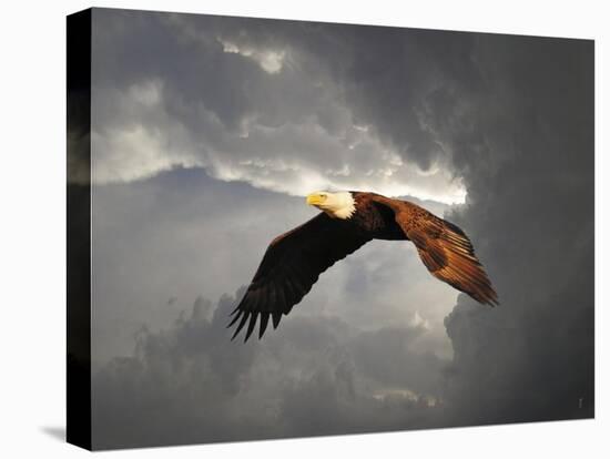 Above the Storm Bald Eagle-Jai Johnson-Premier Image Canvas