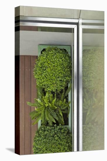 Above View of Box Shrubs in Green Metal Planters in Corner of Garden, Chelsea, UK-Pedro Silmon-Stretched Canvas