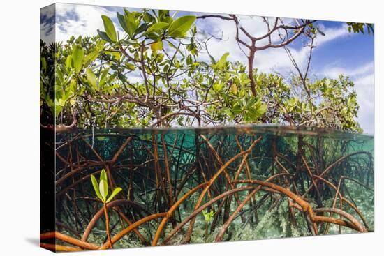 Above Water and Below Water View of Mangrove with Juvenile Snapper and Jack-James White-Premier Image Canvas