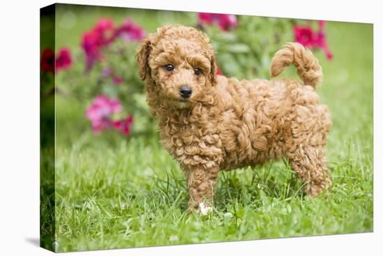 Abricot Poodle Puppy in Garden with Flowers-null-Premier Image Canvas