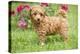Abricot Poodle Puppy in Garden with Flowers-null-Premier Image Canvas