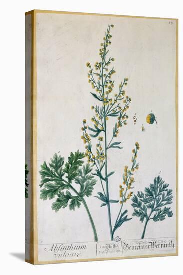 Absinthe, Plate from Herbarium Blackwellianum by the Artist, 1757-Elizabeth Blackwell-Premier Image Canvas