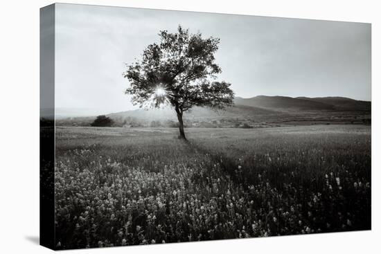 Abstract Black and White Landscape with Lonely Tree-SSokolov-Premier Image Canvas