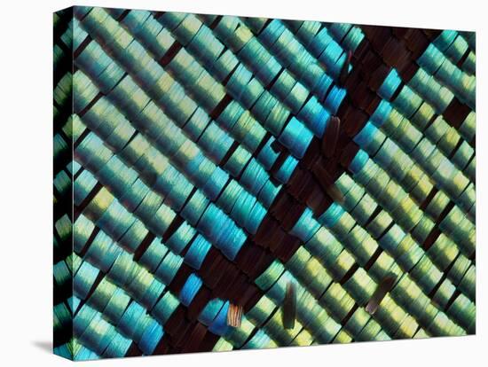 Abstract close-up of butterfly wing scales-Andy Sands-Premier Image Canvas