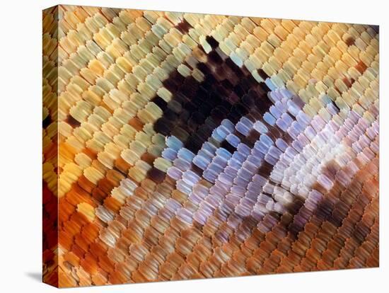 Abstract close-up of butterfly wing scales-Andy Sands-Premier Image Canvas