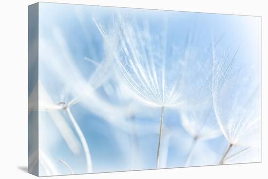 Abstract Dandelion Background-Anna Omelchenko-Stretched Canvas