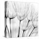Abstract Dandelion Flower-null-Stretched Canvas