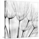 Abstract Dandelion Flower-null-Stretched Canvas