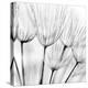 Abstract Dandelion Flower-null-Stretched Canvas