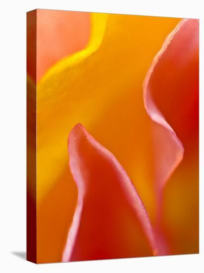 Abstract Detail of Flower Petals-Nancy Rotenberg-Premier Image Canvas