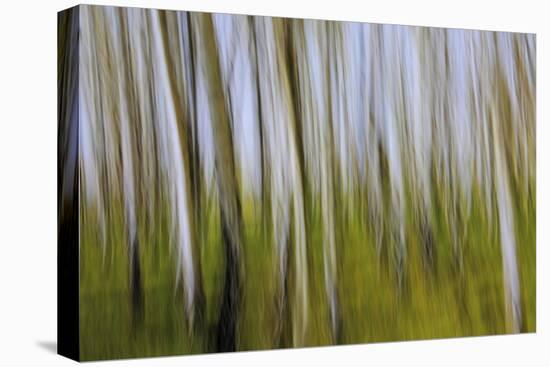 Abstract Grass 1214-Rica Belna-Premier Image Canvas