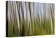 Abstract Grass 1214-Rica Belna-Premier Image Canvas