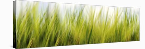 Abstract Grass 1411-Rica Belna-Premier Image Canvas