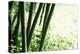 Abstract Green Bamboo Grove.-Liang Zhang-Premier Image Canvas