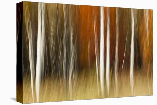 Abstract impression of birch trees in Autumn foliage, Wisconsin.-Brenda Tharp-Premier Image Canvas