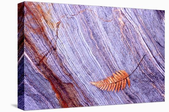 Abstract Macro of Schist with Veined Coloured Patterns and Brown Ponga Fern Leaf Juxtaposed-Darroch Donald-Premier Image Canvas