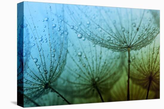 Abstract Macro Photo of Dandelion Seeds with Water Drops-Ale-ks-Premier Image Canvas