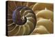 Abstract of a Nautilus Shell, Georgia, USA-Joanne Wells-Premier Image Canvas