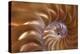 Abstract of a Nautilus Shell, Georgia, USA-Joanne Wells-Premier Image Canvas