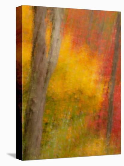 Abstract of Autumn Forest Scene, New York, Usa-Jay O'brien-Premier Image Canvas