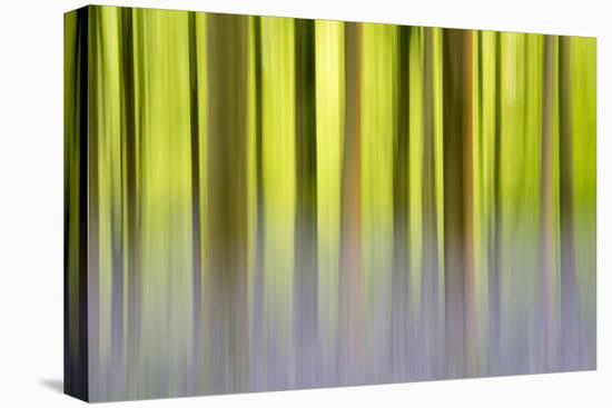 Abstract of Bluebells and beech trees, Wiltshire, UK-Ross Hoddinott-Premier Image Canvas