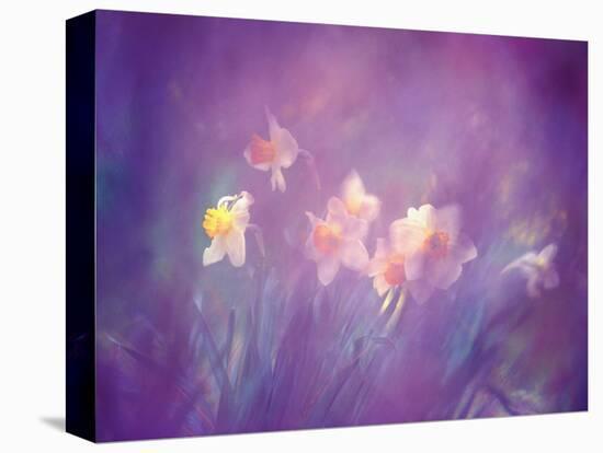 Abstract of Daffodils, New Brunswick, Canada-Charles R. Needle-Premier Image Canvas