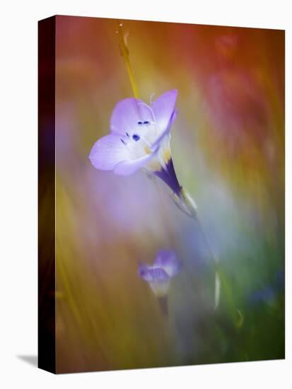 Abstract of Gilia Wildflowers, California, USA-Ellen Anon-Premier Image Canvas