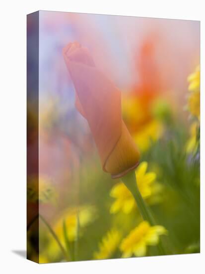Abstract of Poppies and Wildflowers, Antelope Valley, California, USA-Ellen Anon-Premier Image Canvas