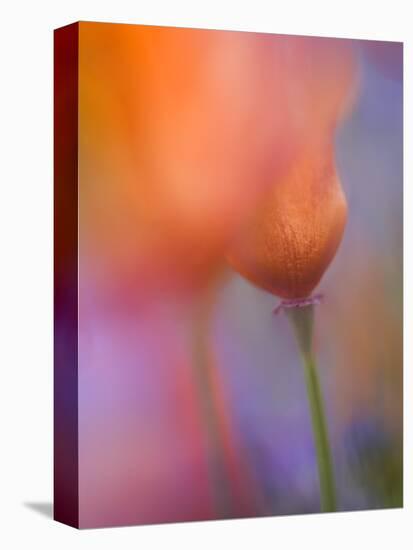 Abstract of Poppies and Wildflowers, Antelope Valley, California, USA-Ellen Anon-Premier Image Canvas
