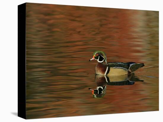 Abstract of Wood Duck Drake Swimming in Autumn Color Reflections, Chagrin Reservation, Cleveland-Arthur Morris-Premier Image Canvas