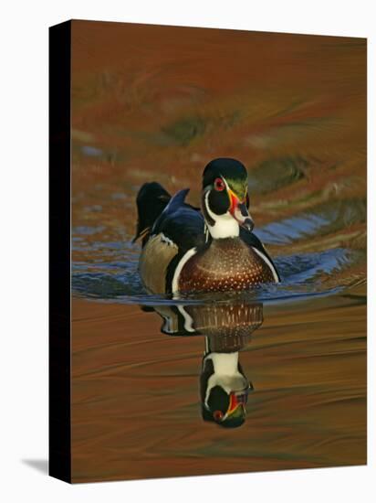 Abstract of Wood Duck Drake Swimming in Autumn Color Reflections, Chagrin Reservation, Cleveland-Arthur Morris-Premier Image Canvas