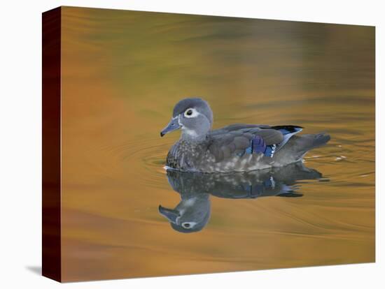 Abstract of Wood Duck Hen Swimming, Chagrin Reservation, Cleveland, Ohio, USA-Arthur Morris-Premier Image Canvas