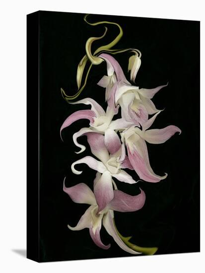 Abstract Orchid Artwork-Ellen Anon-Premier Image Canvas