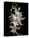 Abstract Orchid Artwork-Ellen Anon-Premier Image Canvas