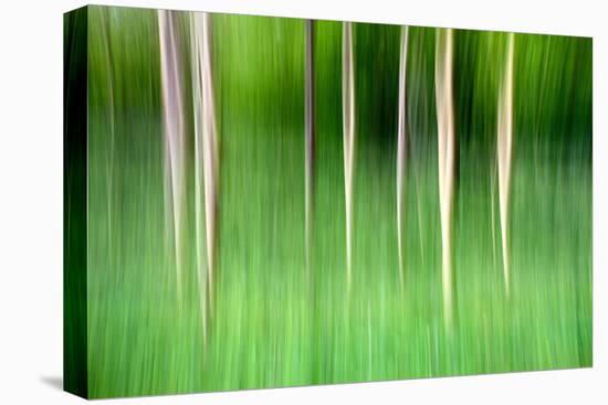 Abstract Trees-Mark Sunderland-Premier Image Canvas