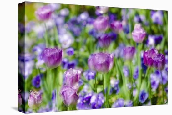 Abstract tulips, Giverny, France-Russ Bishop-Premier Image Canvas