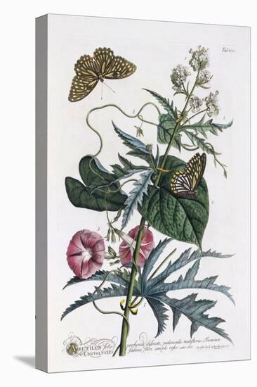 Abutilon and Convolvulus, C.1748-Georg Dionysius Ehret-Premier Image Canvas