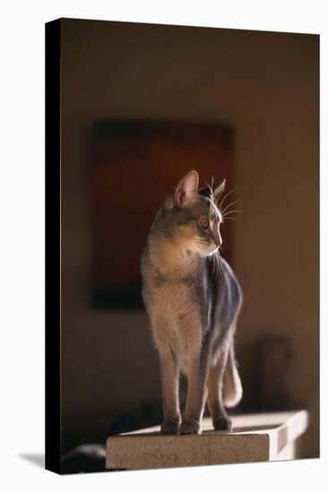 Abyssinian Blue Cat on Pedestal-DLILLC-Premier Image Canvas