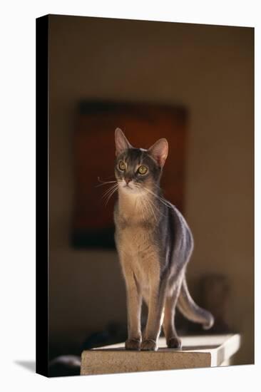 Abyssinian Blue Cat on Pedestal-DLILLC-Premier Image Canvas