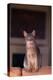 Abyssinian Blue Cat Sitting on Sofa-DLILLC-Premier Image Canvas