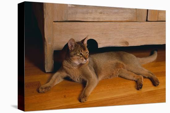 Abyssinian Cat Lounging on Floor-DLILLC-Premier Image Canvas