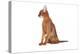 Abyssinian Cat-Fabio Petroni-Premier Image Canvas