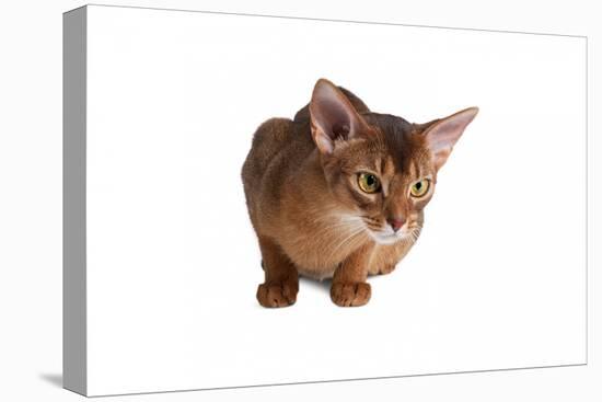 Abyssinian Cat-Fabio Petroni-Premier Image Canvas