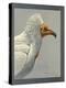 Abyssinian Egyptian Vulture-null-Premier Image Canvas