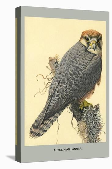 Abyssinian Lanner-Louis Agassiz Fuertes-Stretched Canvas