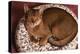 Abyssinian Ruddy Cat Lying on Cushion-DLILLC-Premier Image Canvas